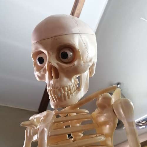 Absolutely Massive Funny Bones DeAgostini Discover the Human Body Collection