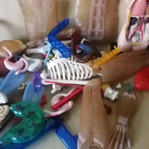 Absolutely Massive Funny Bones DeAgostini Discover the Human Body Collection