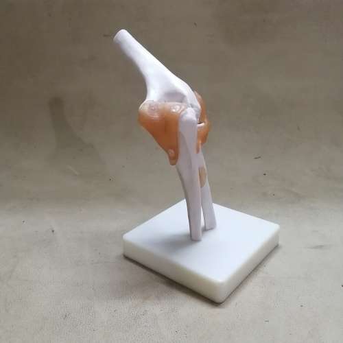 Life Size Elbow Joint Anatomical Model Skeleton - Human Medical Anatomy