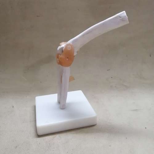 Life Size Elbow Joint Anatomical Model Skeleton - Human Medical Anatomy
