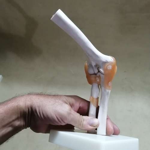 Life Size Elbow Joint Anatomical Model Skeleton - Human Medical Anatomy
