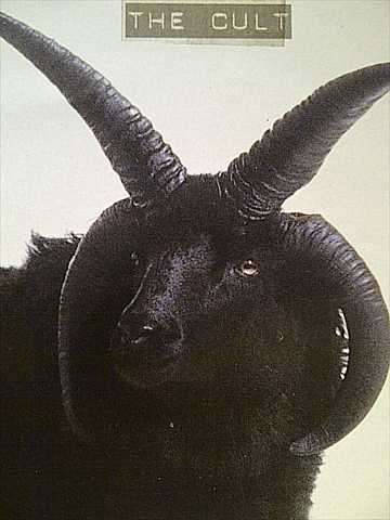 THE CULT (INC. GONE, COMING DOWN, REAL GRRRL, BLACK SUN ETC.) (CD FOR SALE)