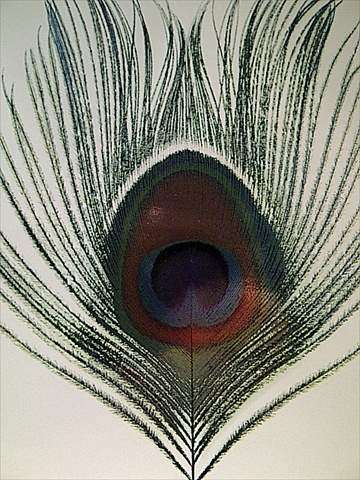 Apple Venus:XTC : CD