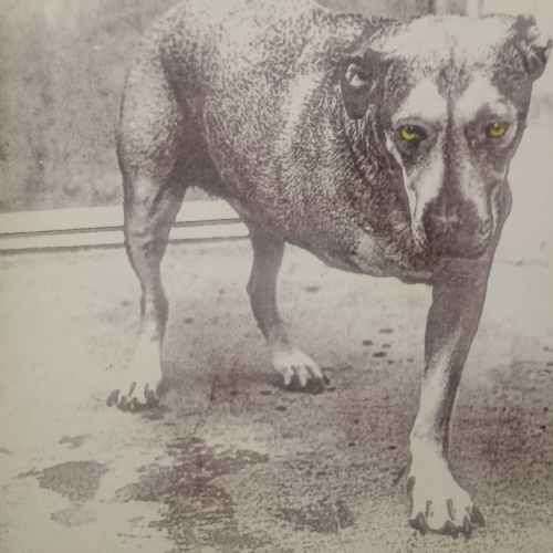 Alice in Chains : Alice in Chains ?????????????? : CD