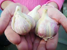GARLIC CLOVES READY TO PLANT R10 PER 20CLOVES