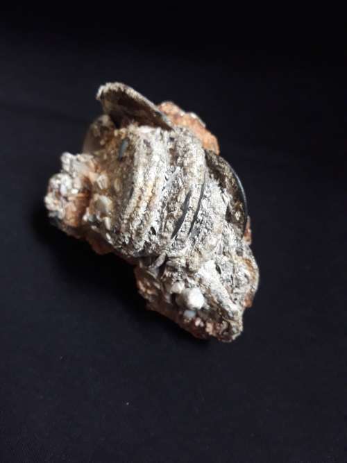 Coin Cluster /  Conglomerate Of Silver Rider Coins ** Retrieved from Shipwreck Meerensteijn Q9