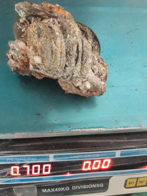 Coin Cluster /  Conglomerate Of Silver Rider Coins ** Retrieved from Shipwreck Meerensteijn Q9