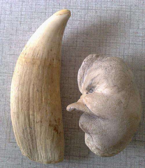 Sperm whale tooth and eardrum.