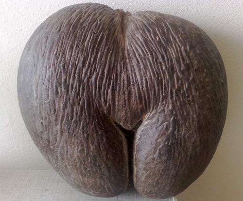 Coco de Mer (Coconut)