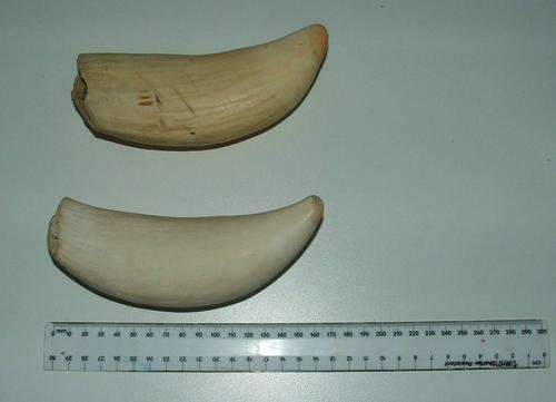 Spermwale teeth/tusks