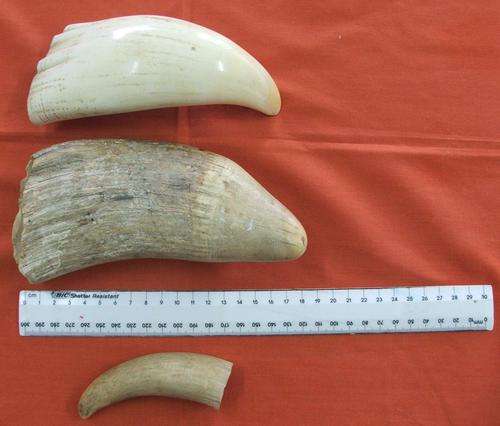 Spermwale teeth