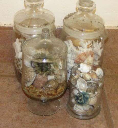 Bulk Lot of Stunning SeaShells in Jars