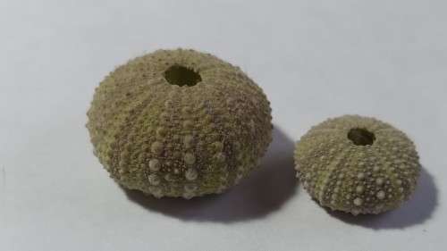 2 Miniature seashells