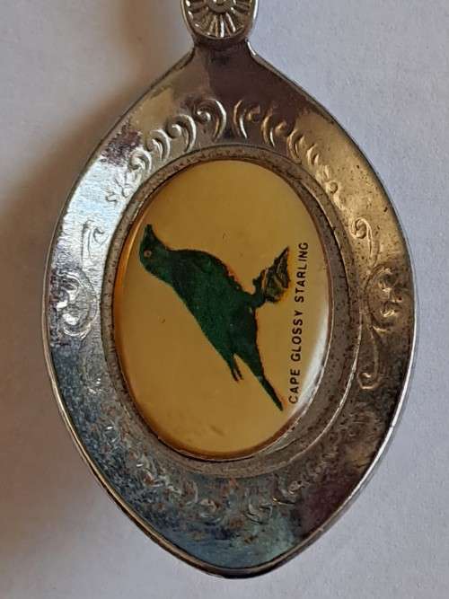 Vintage souvenir spoon - Augrabies Falls/Cape Glossy Starling