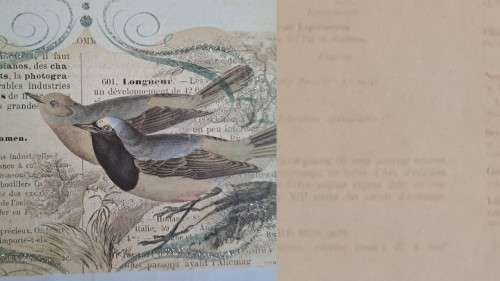 1 Piece unused - double sided paper -  30cm x 30cm - bird/writing