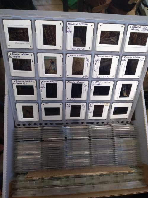 Slides (6400+)