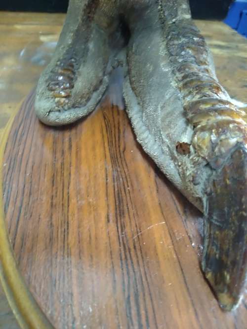 Taxidermy Ostrich Foot (lamp, no wiring)