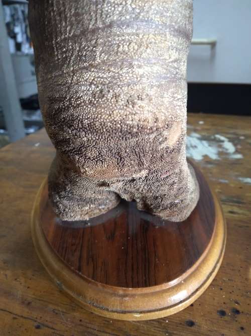 Taxidermy Ostrich Foot (lamp, no wiring)