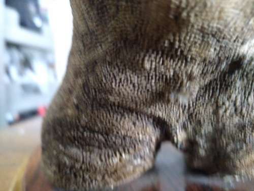 Taxidermy Ostrich Foot (lamp, no wiring)