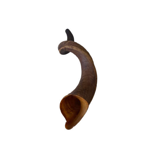 Natural Kudu Horn 760mm