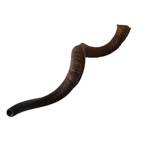 Natural Kudu Horn 760mm