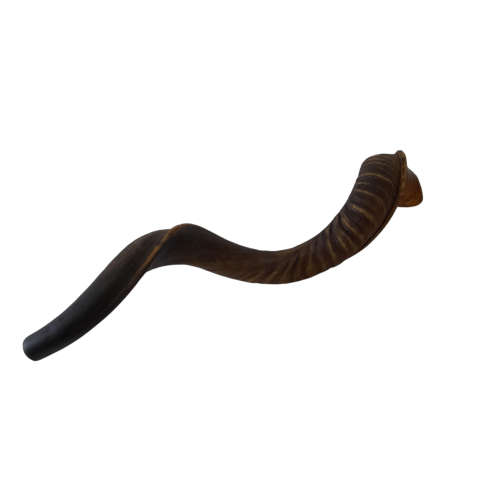 Natural Kudu Horn 760mm