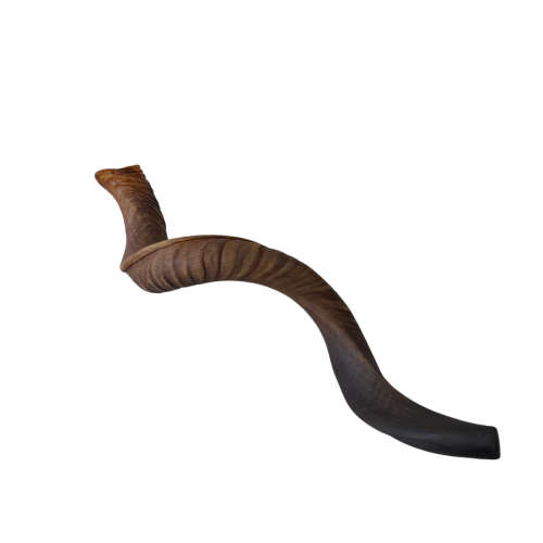 Natural Kudu Horn 760mm