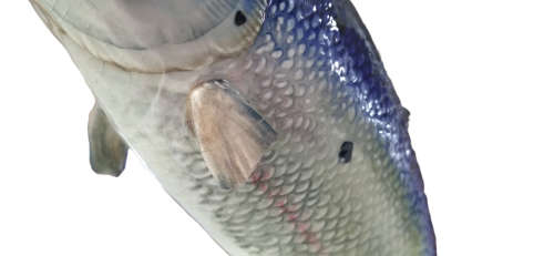 Beswick Atlantic Salmon No.1233