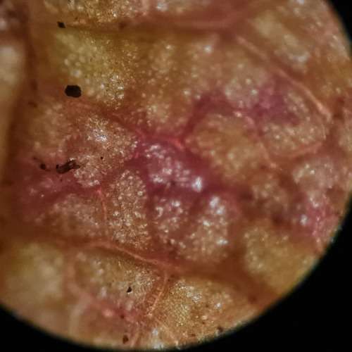 ERMA optioal works Tokyo No. 46700 Microscope