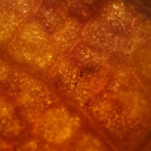 Microscope