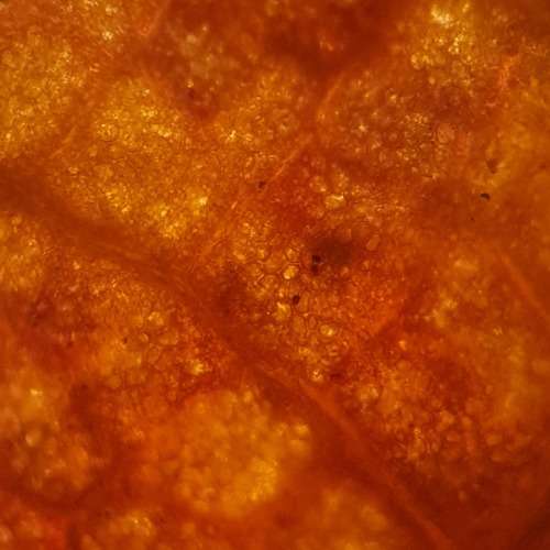 Microscope