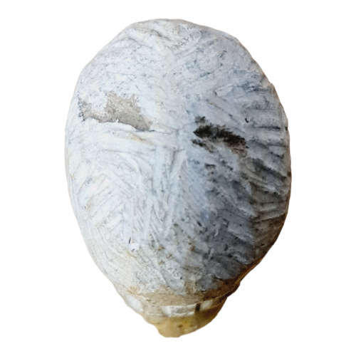 African man head - Soapstone art.