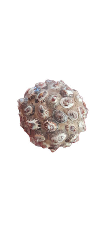 Monkey Apple Ball