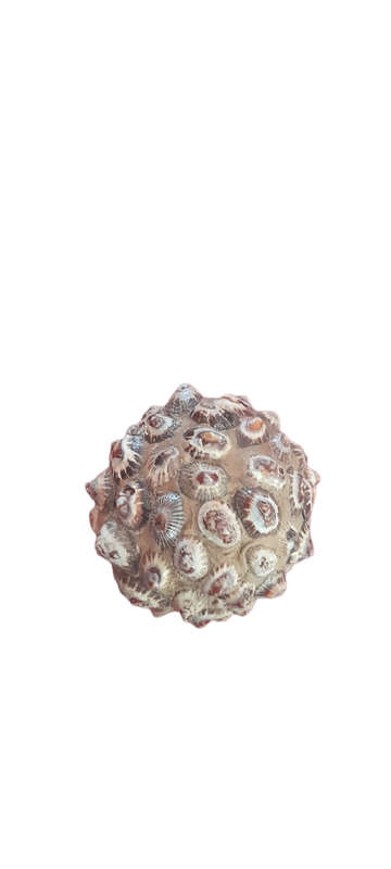 Monkey Apple Ball