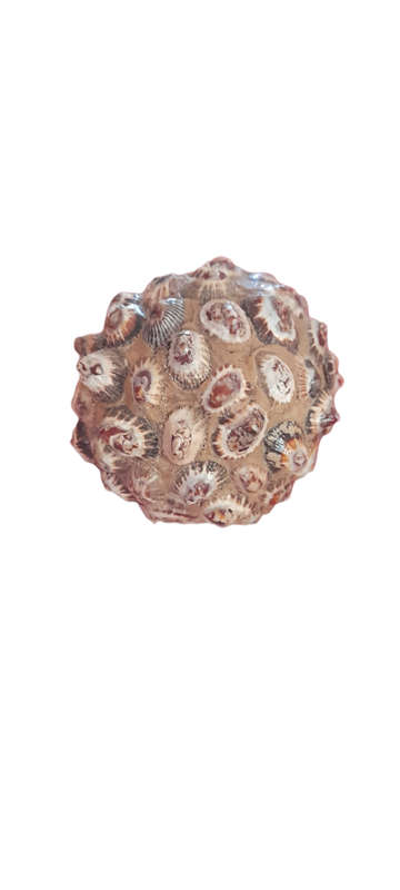 Monkey Apple Ball