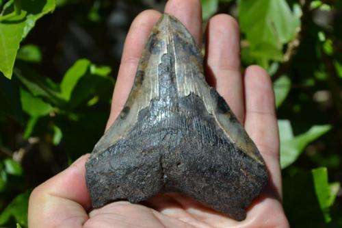 Megalodon Fossil Shark Tooth (Nice serrations)