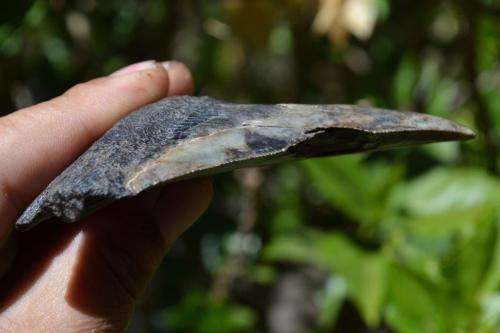 Megalodon Fossil Shark Tooth (Nice serrations)