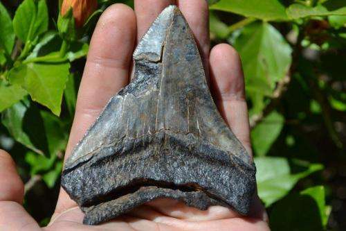 Megalodon Fossil Shark Tooth (Nice serrations)