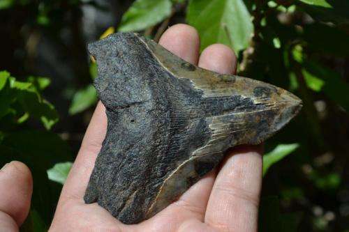 Megalodon Fossil Shark Tooth (Nice serrations)