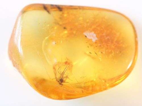 Baltic Amber with Insect Inclusions
