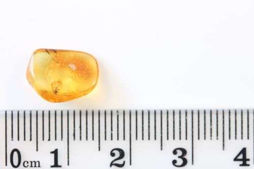 Baltic Amber with Insect Inclusions