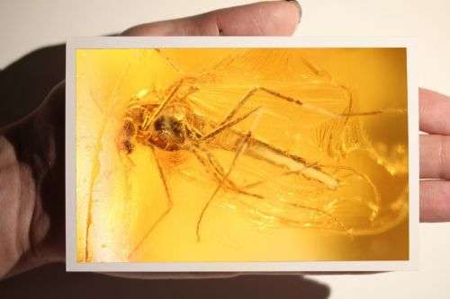 Baltic Amber with Insect Inclusions