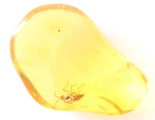 Baltic Amber with Insect Inclusions