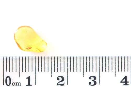Baltic Amber with Insect Inclusions