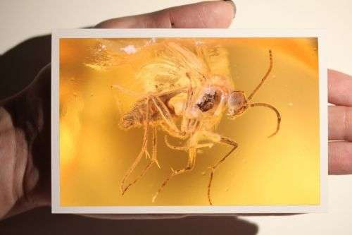Baltic Amber with Insect Inclusions
