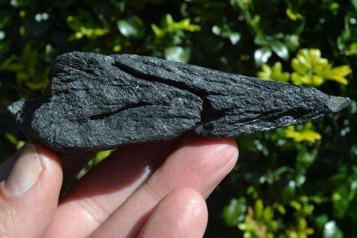 Broken Megalodon Shark Tooth Fossil
