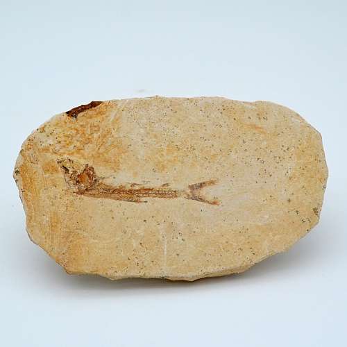 Fish Fossil