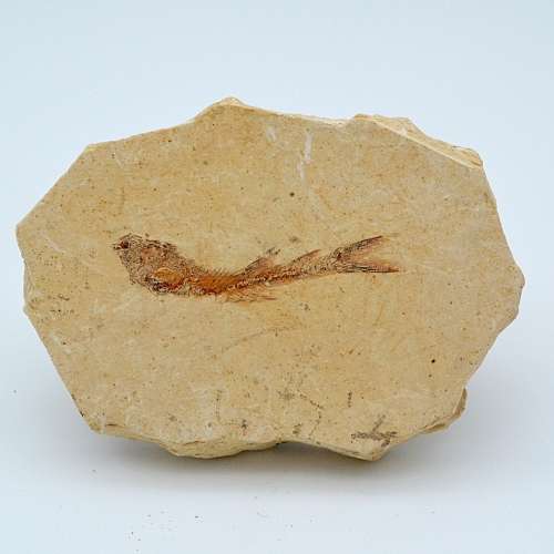 Fish Fossil