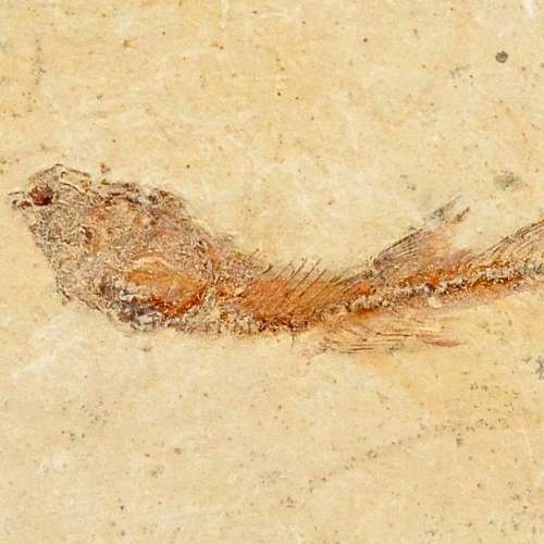 Fish Fossil