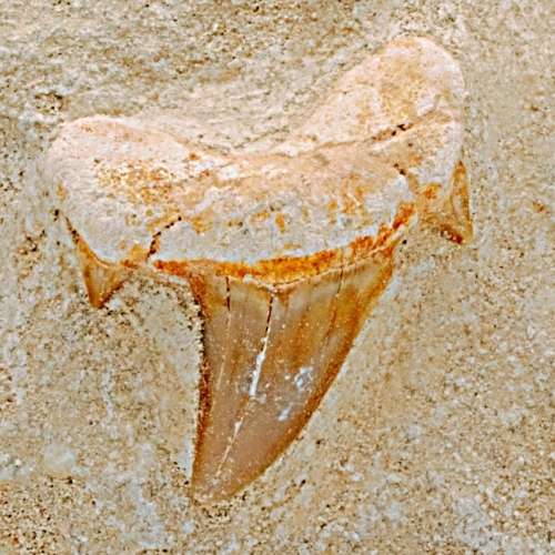 Shark Tooth Fossil in Matrix